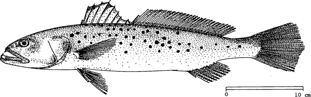 SCIAEN Ptero 2 1974 FAO SPECIES IDENTIFICATION SHEETS FAMILY: SCIAENIDAE FISHING AREAS 57,71 (E Ind. Ocean) (W Cent.