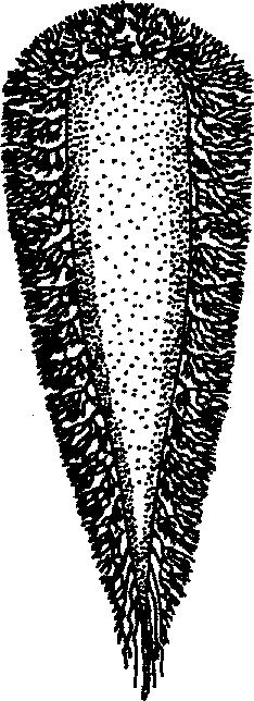 Weber & de Beaufort, 1936 Argyrosomus (Pennahia) aneus: Fowler, 1926 Argyrosomus aneus: Chu, Lo & Wu, 1963 VERNACULAR NAMES: FAO: En - Bigeye croaker Fr Sp - NATIONAL: DISTINCTIVE CHARACTERS: A
