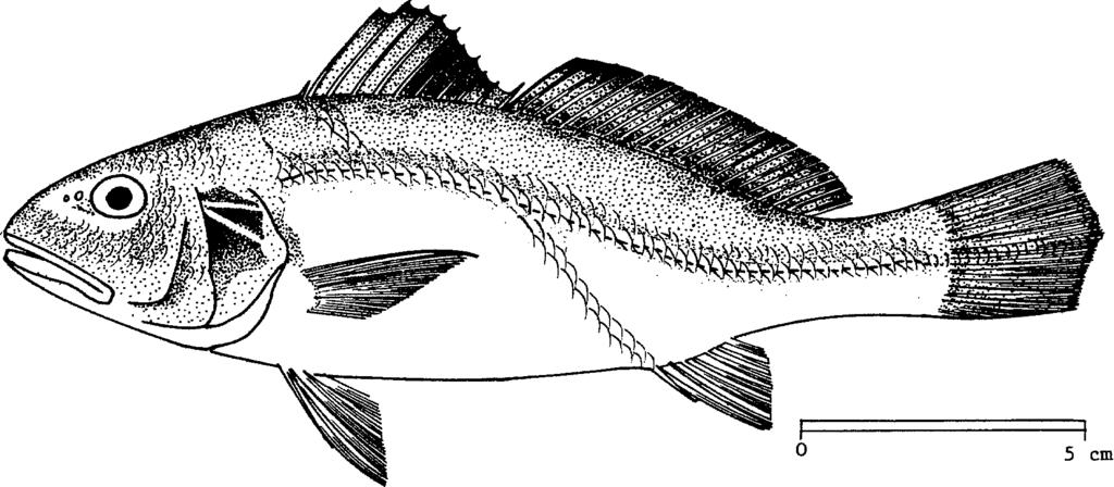 SCIAEN Penn 4 1974 FAD SPECIES IDENTIFICATION SHEETS FAMILY: SCIAENIDAE FISHING AREAS 57,71 (E Ind. Ocean) (W Cent.