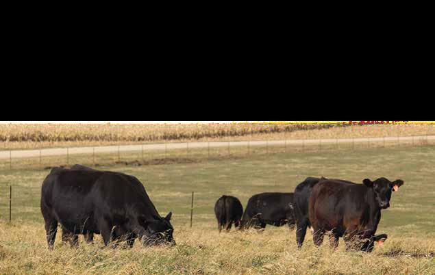 Chestnut Angus Farm VIDEO SALE ONLY! Cattle viewing available at the farm prior to sale and sale day. Snacks & refreshments available before and during sale.