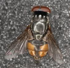 4- The face fly Musca autumnalis Face Flies feed on the juices in manure, and plant sugars.