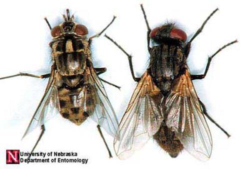 B. The biting filth flies The stable fly, Stomoxys calcitrans A dorsal