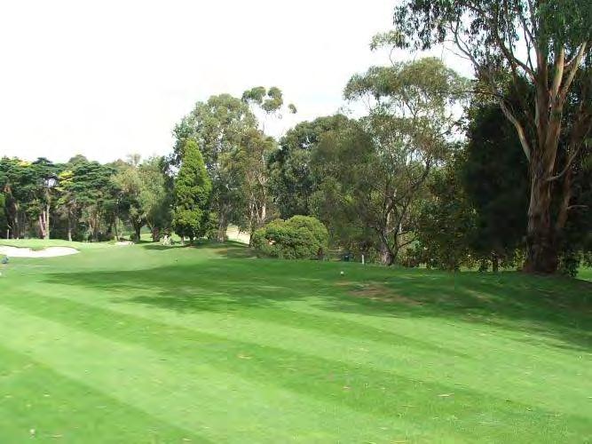 Selectively remove the poor quality trees between the 10 th fairway and practice fairway to the left and replace with a mix of small-medium clean trunked trees and screening large shrubs where space