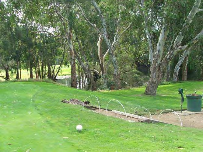 with River Red Gum where there is enough space. The Kew Golf Club Vegetation Management Plan Site 14A.