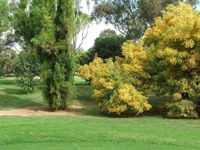 Many trees appear to be in poor condition, in particular the large mature Conifers and Southern Mahogany Gums.