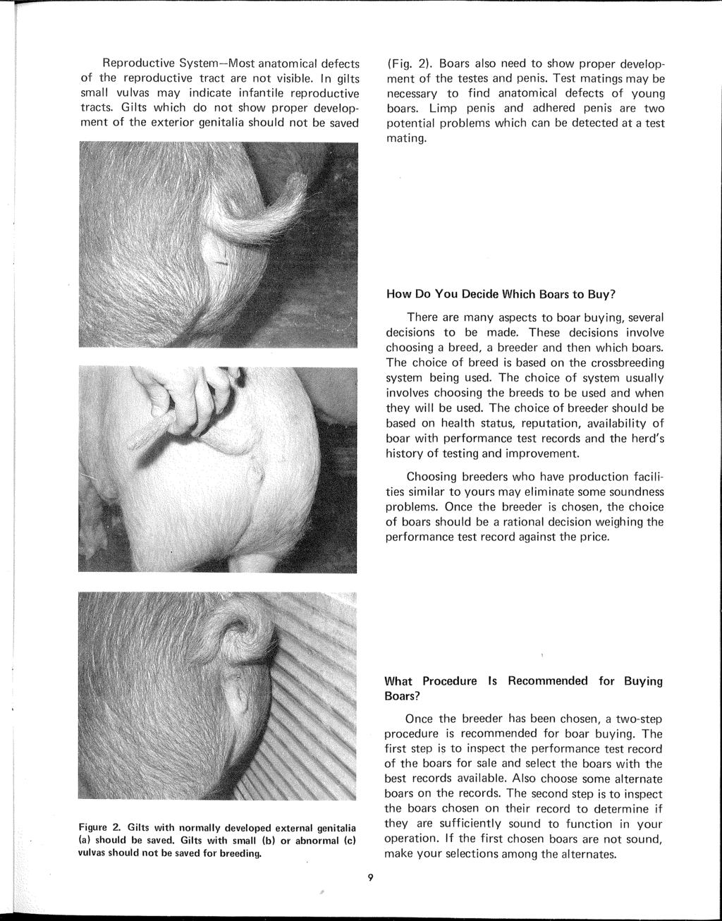 Reproductive System-Most anatomical defects of the reproductive tract are not visible. In gilts small vulvas may indicate infantile reproductive tracts.