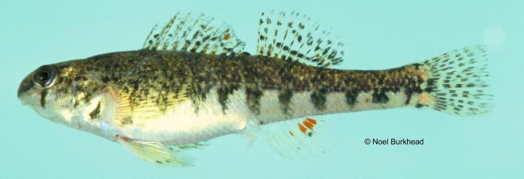 brevirostrum, two new darters, subgenus Ulocentra, from the Alabama River drainage. Tulane Stud. Zool. Bot. 28: 1-24. Author of Account: Byron J. Freeman and Megan Hagler Date Compiled or Updated: B.