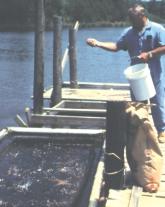 Hand-feediing active, healthy fish. ly dusk feeding rates during a research trial of a single growing season.