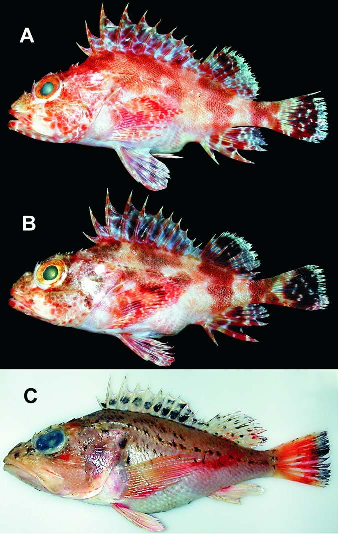 motomura et alii, redescription and new record of atlantic scorpionfishes 7 Fig. 2. Color photographs of Scorpaena canariensis and Pontinus leda. A. S. canariensis, COC 1.108.77. C, 120.