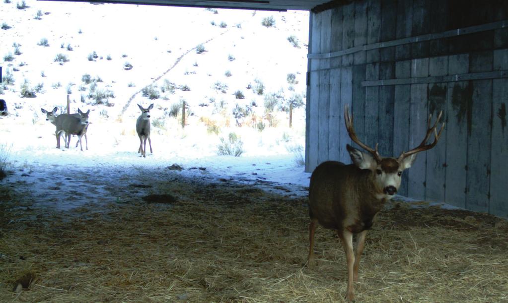 3 Figure 2. Mule deer use a highway underpass in Southwest Wyoming. Wyoming Department of Transportation cameras document animals use of the underpasses.