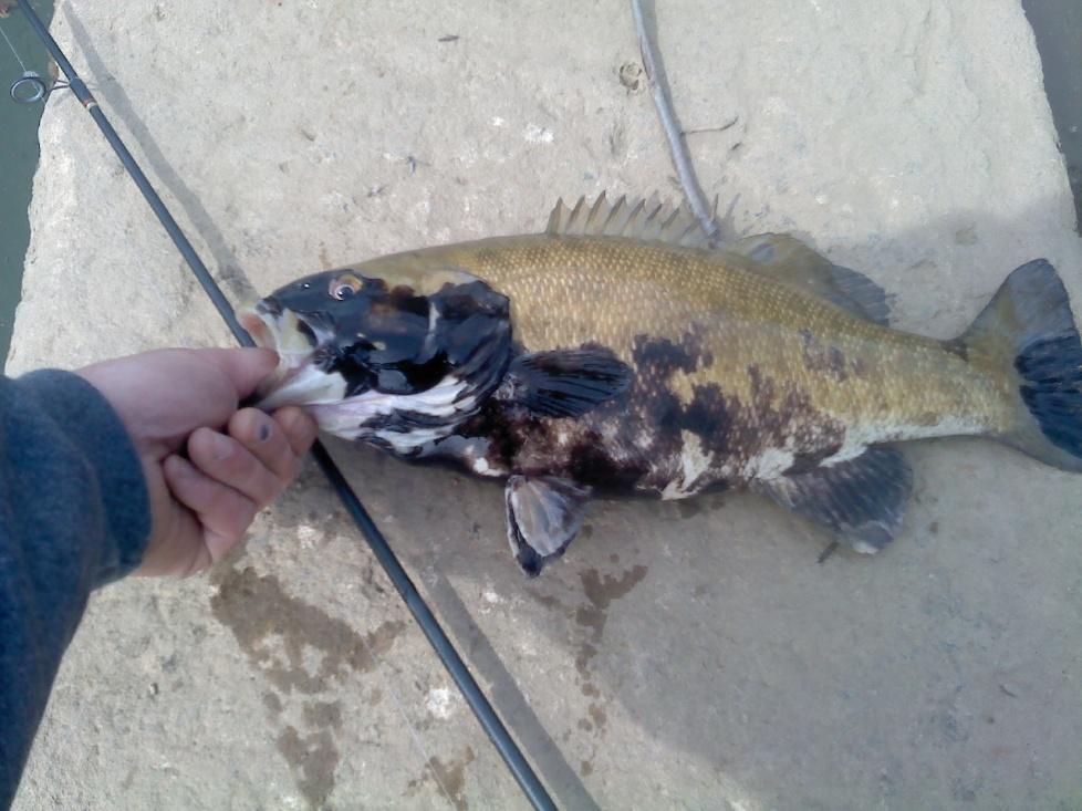 Blotchy Bass syndrome Frequently observed by anglers this spring Picked up by local