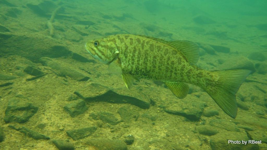 Smallmouth bass Micropterus dolomieu Member of the sunfish family One of the most popular and wide-spread game fishes