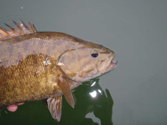 Historical versus current perspective Widely considered one of the best smallmouth bass destinations in the country In 2005,