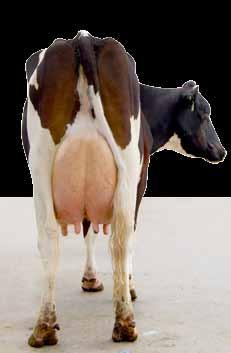 pedigree. Registration is the international benchmark for quality and there s always a market for quality dairy animals.