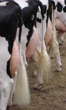 Measuring your progress Milestones of your success Holstein Australia awards provide objective assessment of the progress of your breeding program.