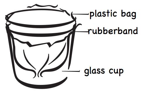 Stubborn Baggie What you need: 1 fold-top plastic baggie, 1 rubber band, 1 glass or cup. What to do: 1.