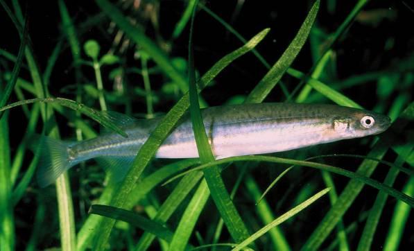 14) and also habitat for invertebrates such as snails, caddisflies, midge larvae and crustaceans which are food sources for fish.