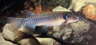 Common bully, giant bully, inanga, smelt and banded kokopu juveniles are the species that have been caught or observed in the drains system.