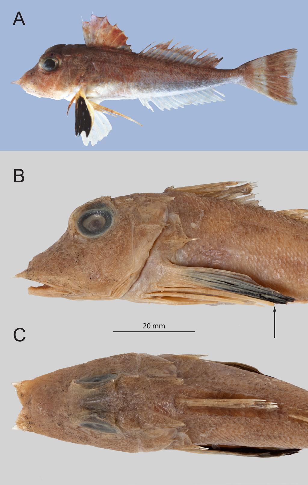 RAFFLES BULLETIN OF ZOOLOGY 2018 Fig. 11. Lepidotrigla maculapinna new species. A, NTM S.10999-004, paratype, 98.6 mm SL, Indonesia, Sumatra, North End Mentawi Strait, 0.417 S, 98.