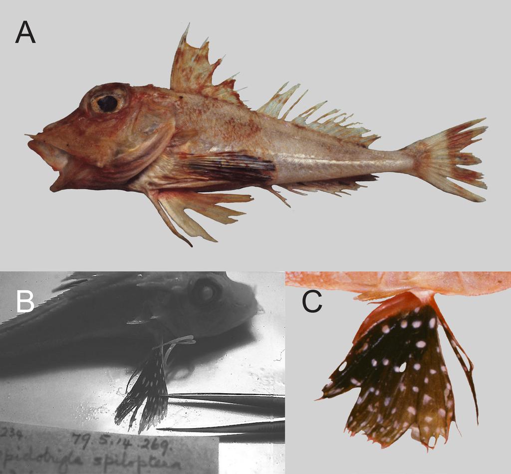 Gomon & Kawai: Indonesian Lepidotrigla gurnards Fig. 13. Lepidotrigla spiloptera. A, NTM S.10752-015, 96.5 mm SL, Indonesia, SE of Lombok, 09.017 S, 116.