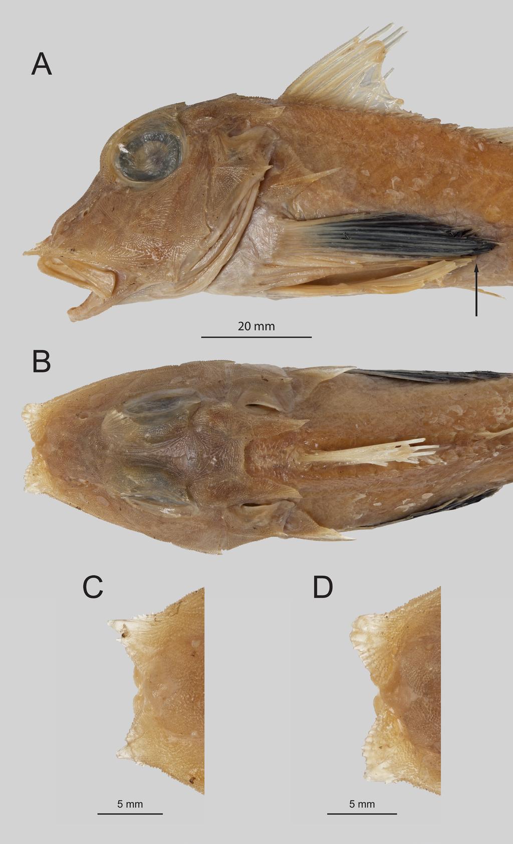 RAFFLES BULLETIN OF ZOOLOGY 2018 Fig. 14. Lepidotrigla spiloptera. Lateral and dorsal views of head, A, B, QM I.