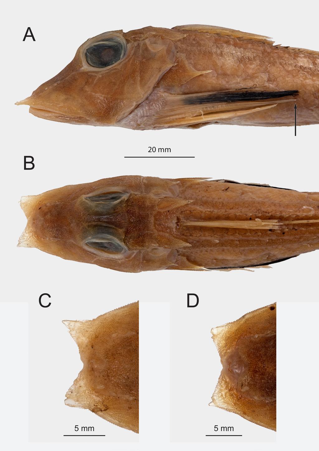 Gomon & Kawai: Indonesian Lepidotrigla gurnards Fig. 17. Lepidotrigla tanydactyla new species. Lateral and dorsal views of head, A, B, MZB 24603 (formerly QMB I.