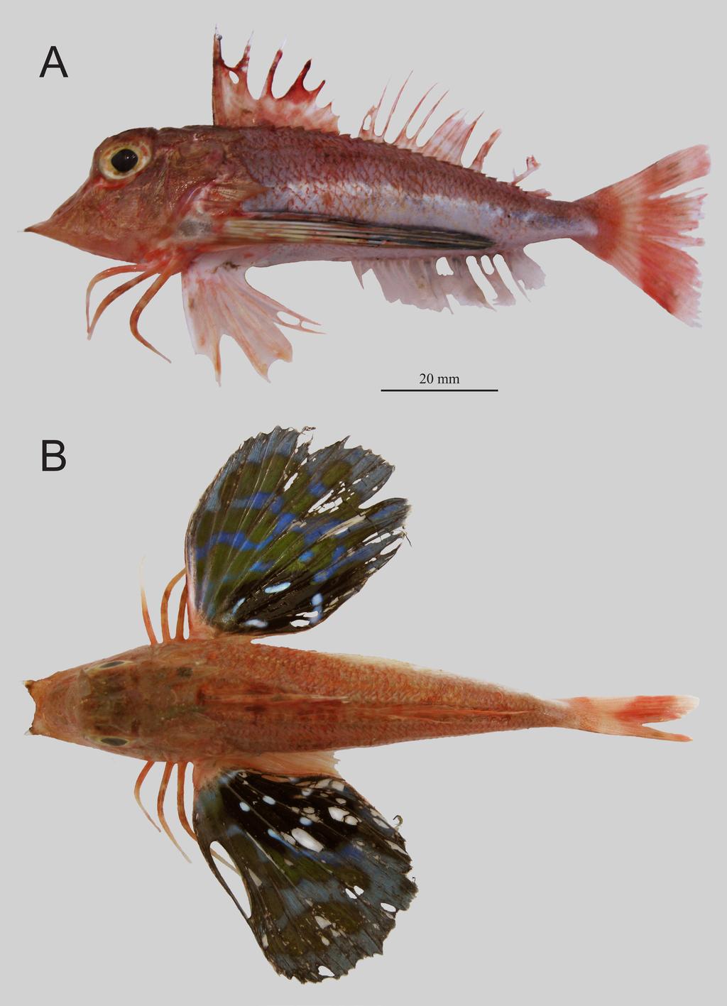Gomon & Kawai: Indonesian Lepidotrigla gurnards Fig. 1. Lepidotrigla cf. japonica CSIRO H 8043-01, 90.