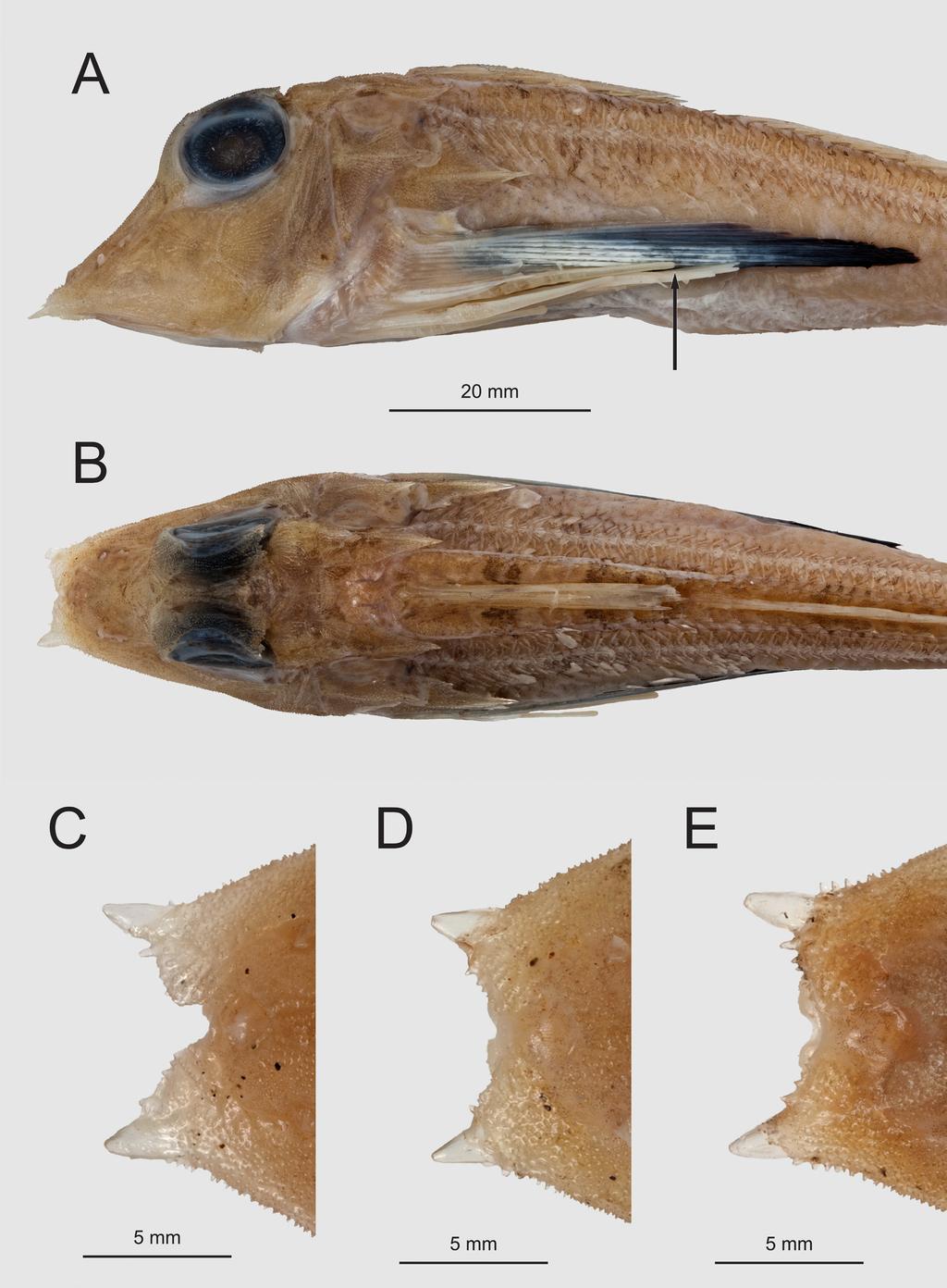 RAFFLES BULLETIN OF ZOOLOGY 2018 Fig. 2. Lepidotrigla cf. japonica. Lateral and dorsal views of head, A, B, NMV A 31968-001, 99.