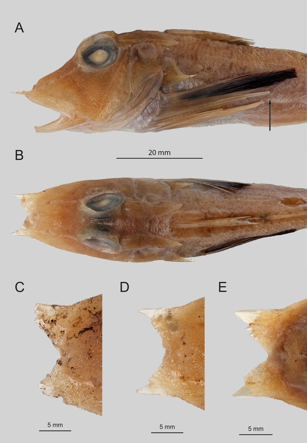 Gomon & Kawai: Indonesian Lepidotrigla gurnards Fig. 5. Lepidotrigla longipinnis. Lateral and dorsal views of head, A, B, HUMZ 190742, 83.