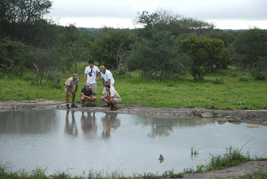 On a walking safari, guests will be led by experienced and professional game rangers through a wildlife area rich in game including lion, leopard, elephant, rhino, buffalo as well as hyena,
