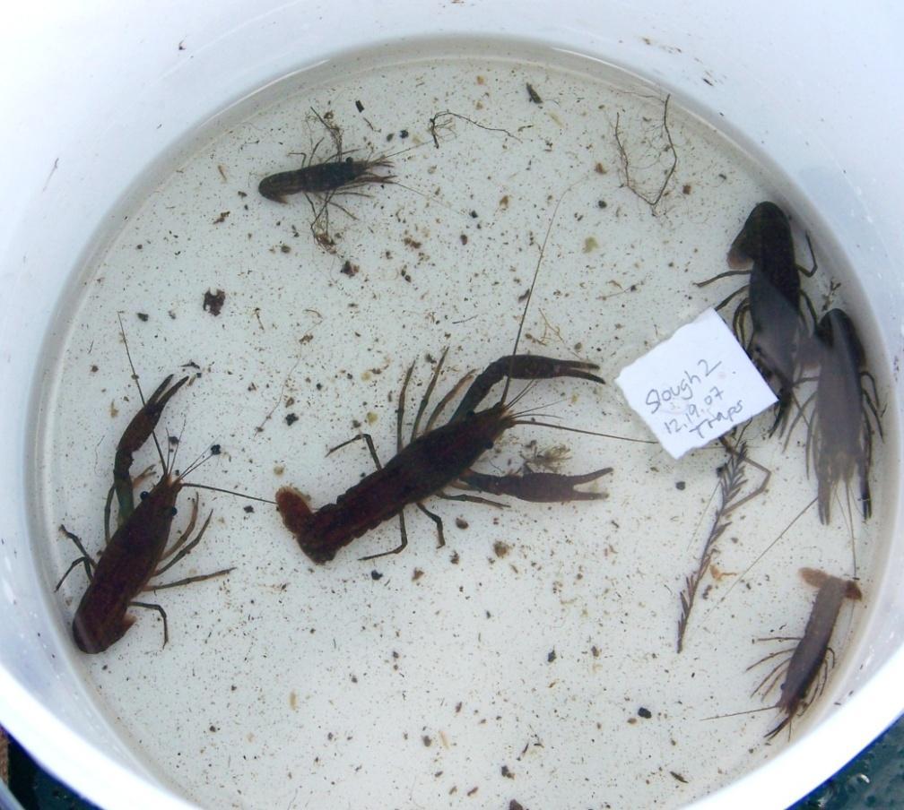 Dry Disturbance and Fish Reduction Produce Enhanced Crayfish Densities in a Freshwater Wetland Nathan J.