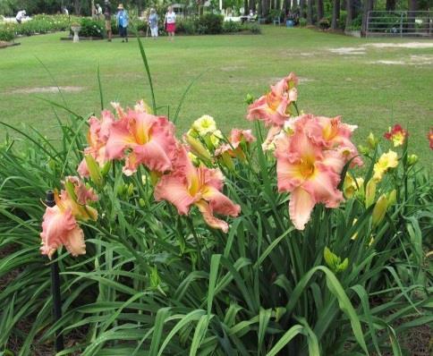 National Daylily Convention 2018