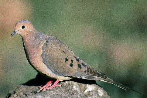 mourning dove Size & Shape Plump-bodied and long-tailed, with short legs, small bill, and a head that looks particularly small in comparison to the body.