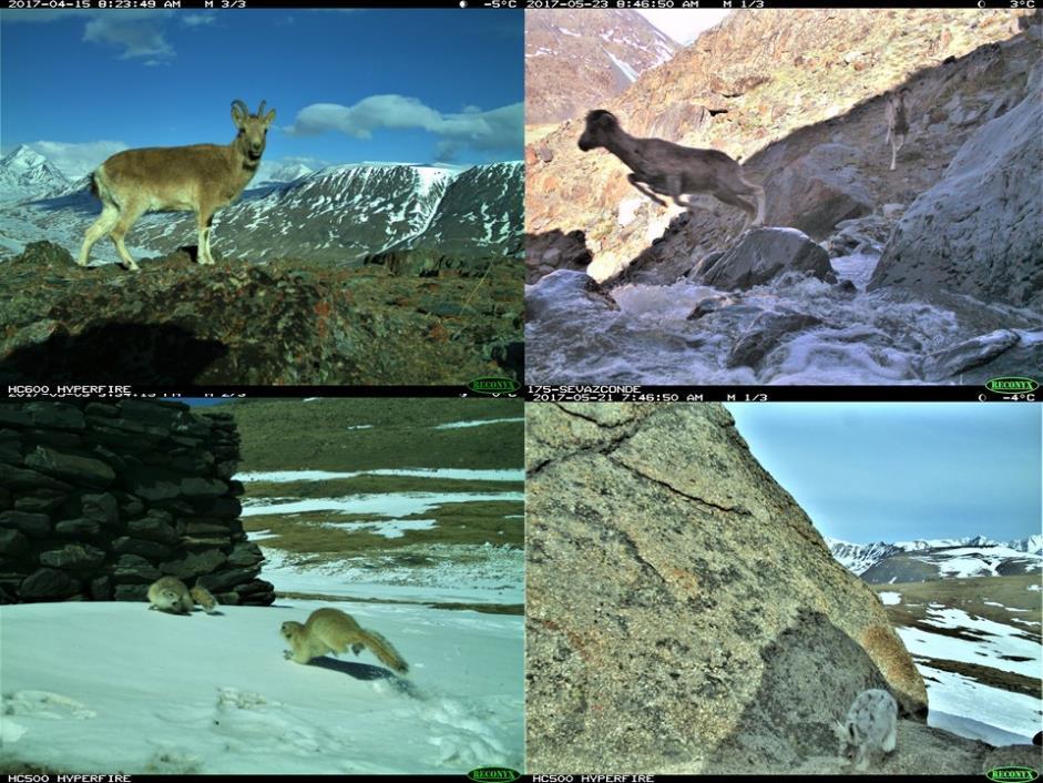 Figure 12. From left to right and up to down: Siberian ibex, argali sheep, long-tailed ground squirrel and Tolai hare.