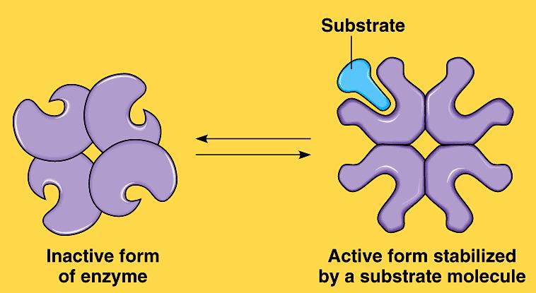 other subunits conformational change increasing attraction to O 2 Releasing O 2 when 1 st subunit releases O 2, causes shape