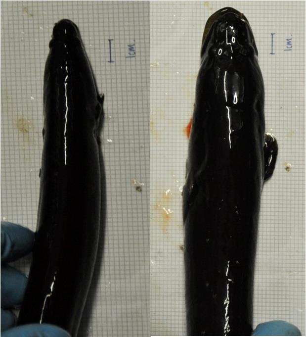 Eel head shape