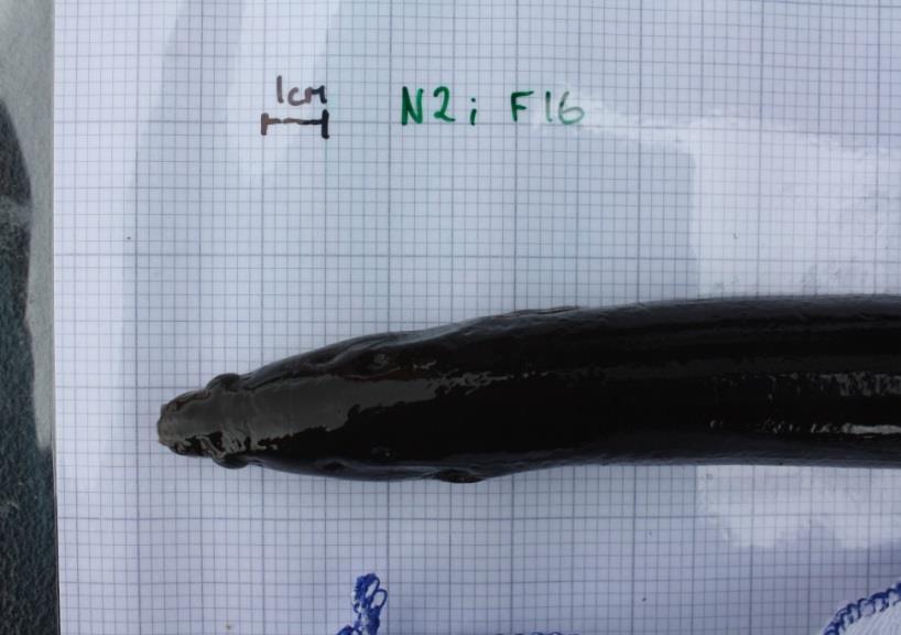Loch Lomond: 45% broad head eel 55% narrow head eel No evidence