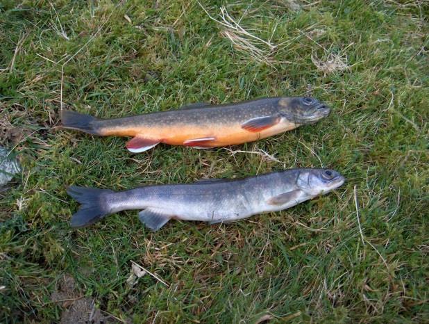 Intra-specific variation in Arctic charr phenotype Loch Maree - Wester Ross Loch Mealt - Isle of Skye Loch Builig - Cairngorms Loch Coulin - Wester Ross Five examples from