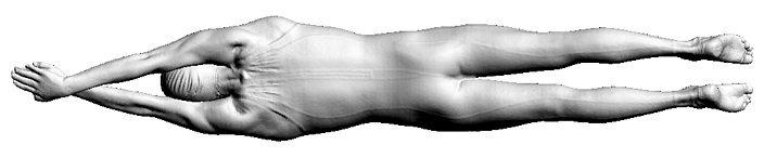 66mm), as well as a high resolution scan of the head using a scanning device with density of one point every 0.66mm. The higher resolutions were performed due to the importance of these areas in setting the initial flow conditions and in developing thrust (in the case of the feet and hands).