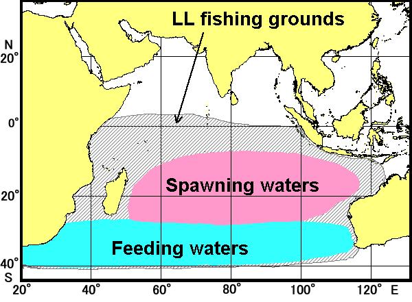 Fig. 3 Distribution of spawning waters, feeding waters and tuna longline fishing ground of Indian Ocean albacore.