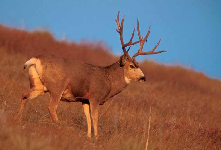 D. ROBERT FRANZ Mule deer can be found across the Panhandle and in the northwest corner of the state. areas.