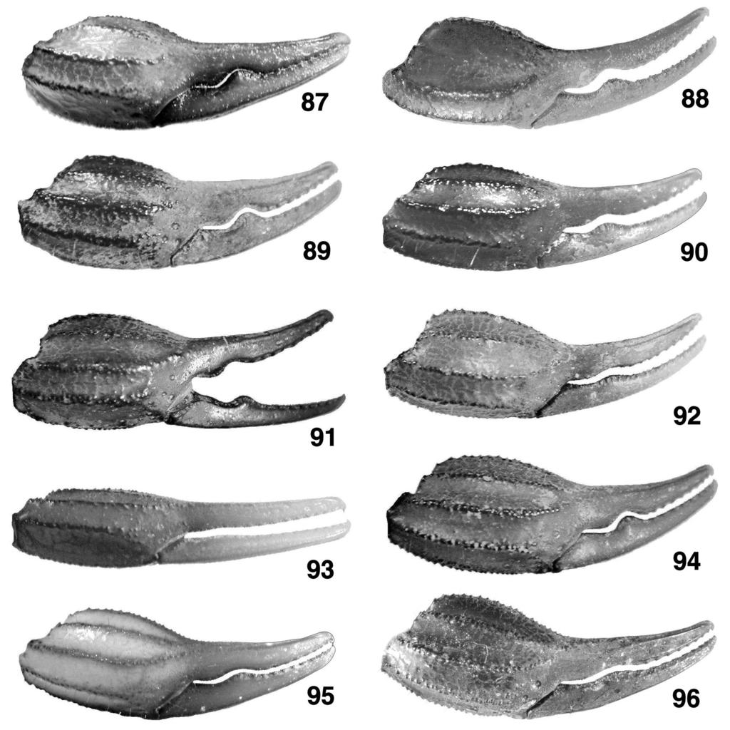 Kovařík, Fet, Soleglad & Yağmur: Iurus Revision 65 Figures 87 96: Chela, lateral view, adults unless stated otherwise. 87 93. Iurus dufoureius and 94 96. Iurus sp. from Greek Islands. 87. Male, Parnon Mountains, Greece.