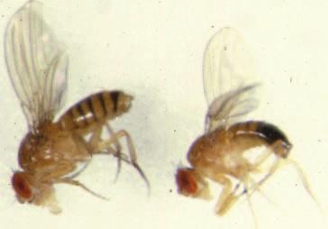 Is the sex of the fly important to your investigations? Look at the female and male fruit flies in Figure 1. Then look at the fruit flies in Figure 2.