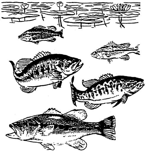 A pond s fish population is balanced when both predator and prey spawn every year, while predators control the numbers of prey so there is an adequate food supply, and both types of fish grow to