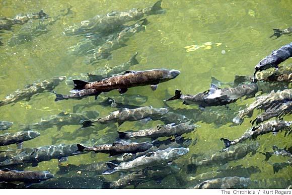Chinook salmon swim in Butte Creek, where restoration efforts have