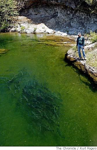 Allen Harthorn looks at the salmon swimming in Butte Creek.