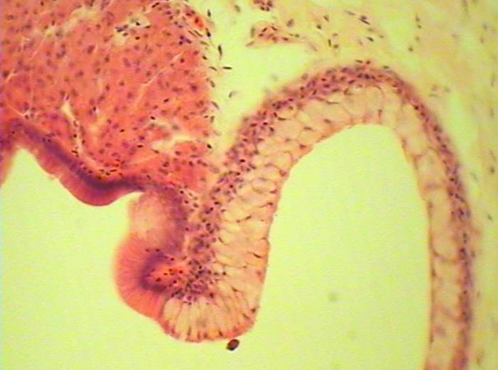 Section of adult oesogaster showing AB negative epithelia mucin reaction (EP). Alcian Blue. Scale bar = 50 μm.