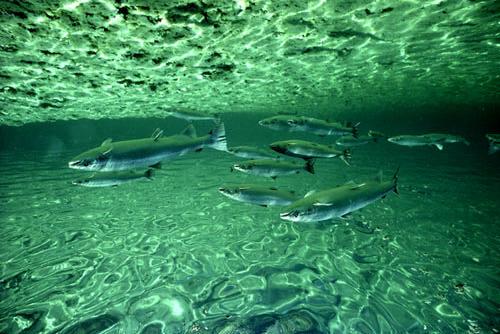 International cooperation on the conservation & restoration of wild Atlantic salmon the