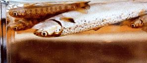 Transgenic salmon advise NASCO of any proposal to permit rearing of transgenic salmonids ensure use confined to secure,