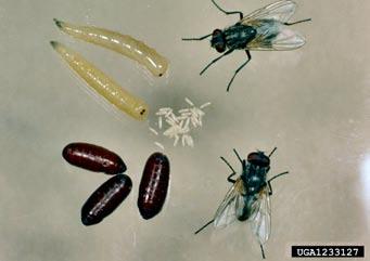 House Fly Order - Diptera Found near garbage, animal manure, exposed food.